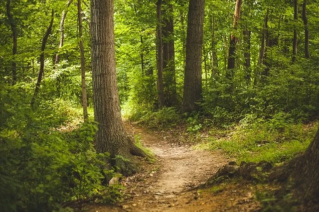 Avviso pubblico passeggiata ecologica